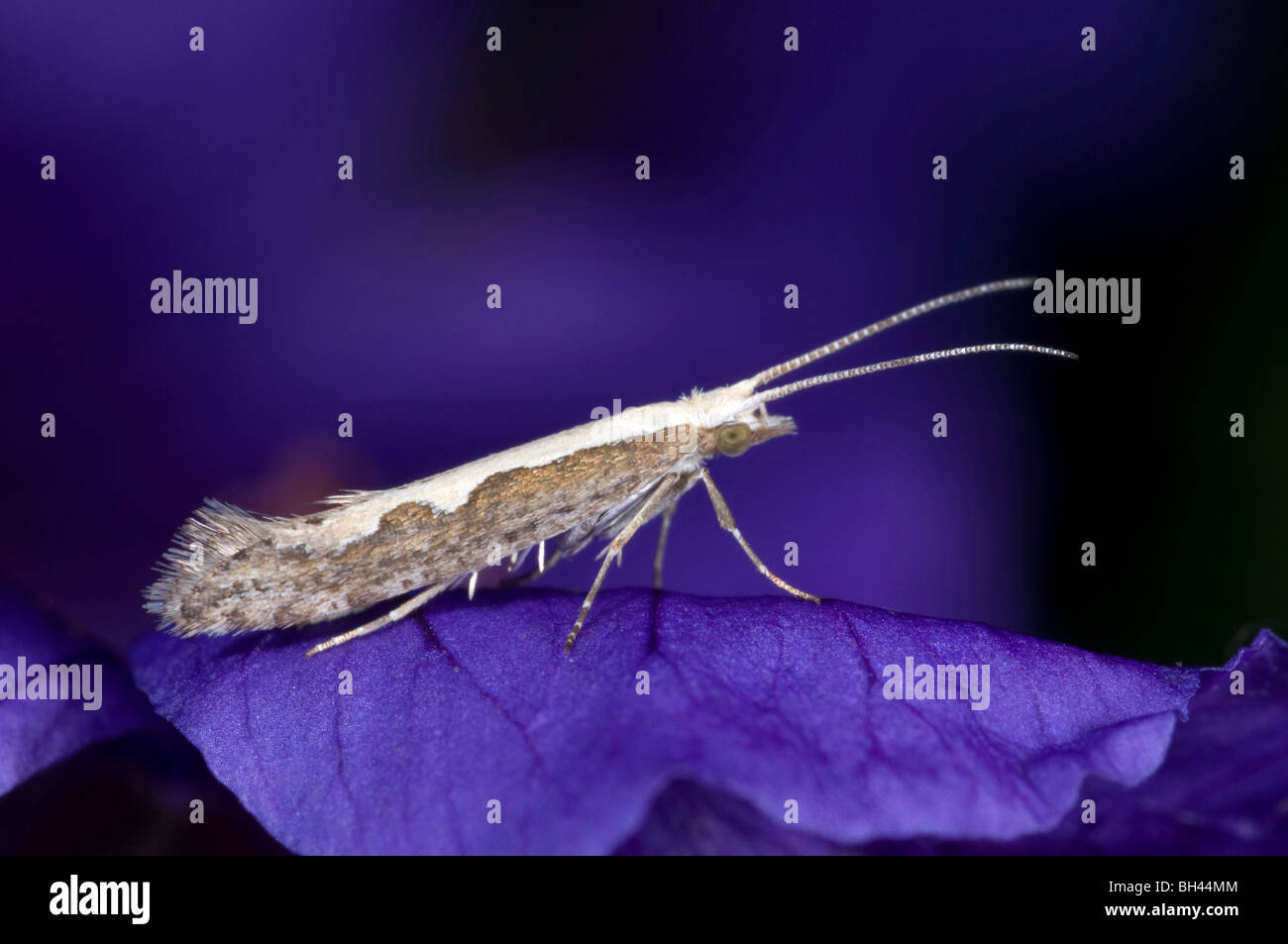 A pecies of micro moth (Plutella xylostella) at rest on flower petal in garden. Stock Photo
