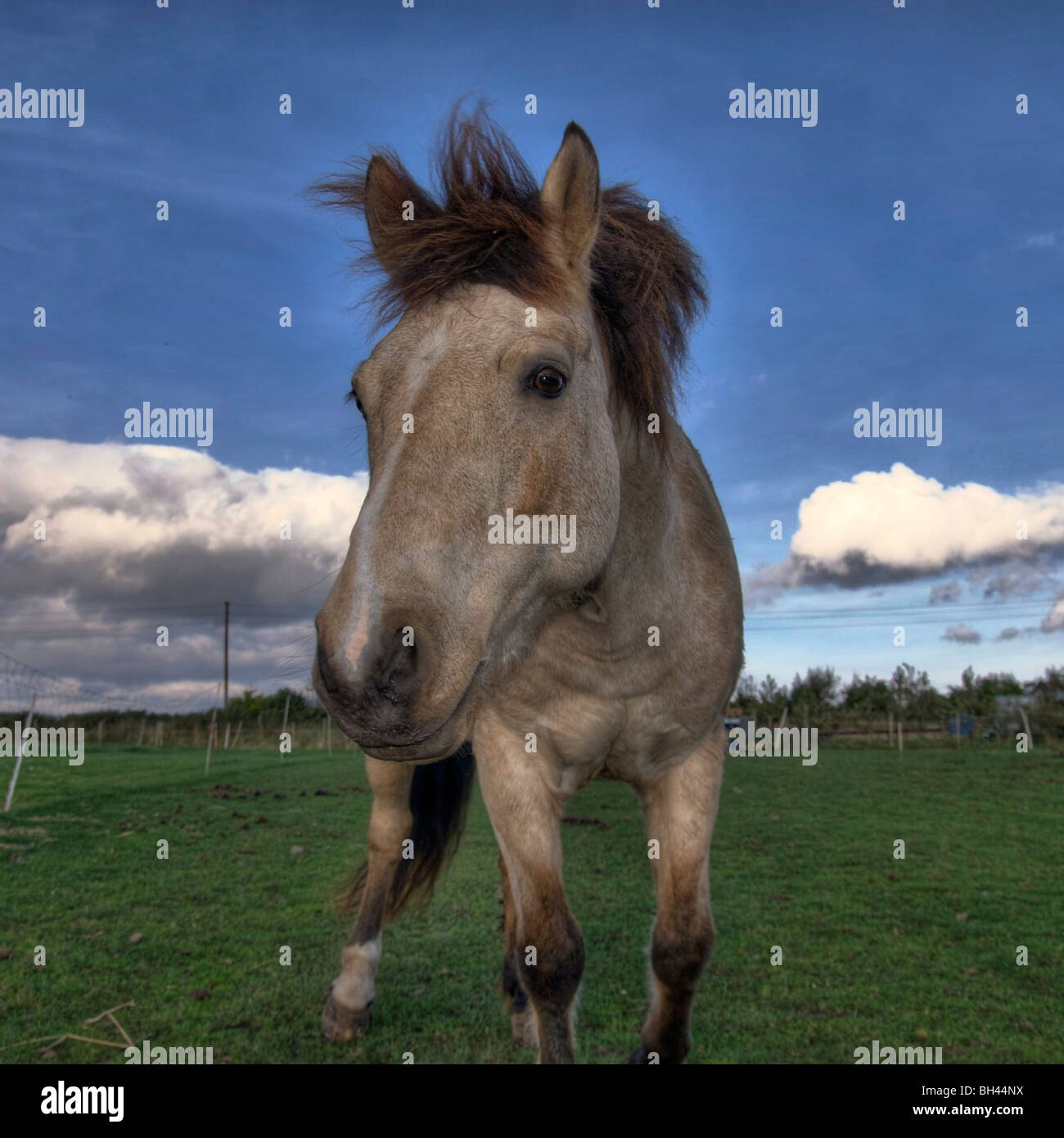 Light up animals hi-res stock photography and images - Alamy