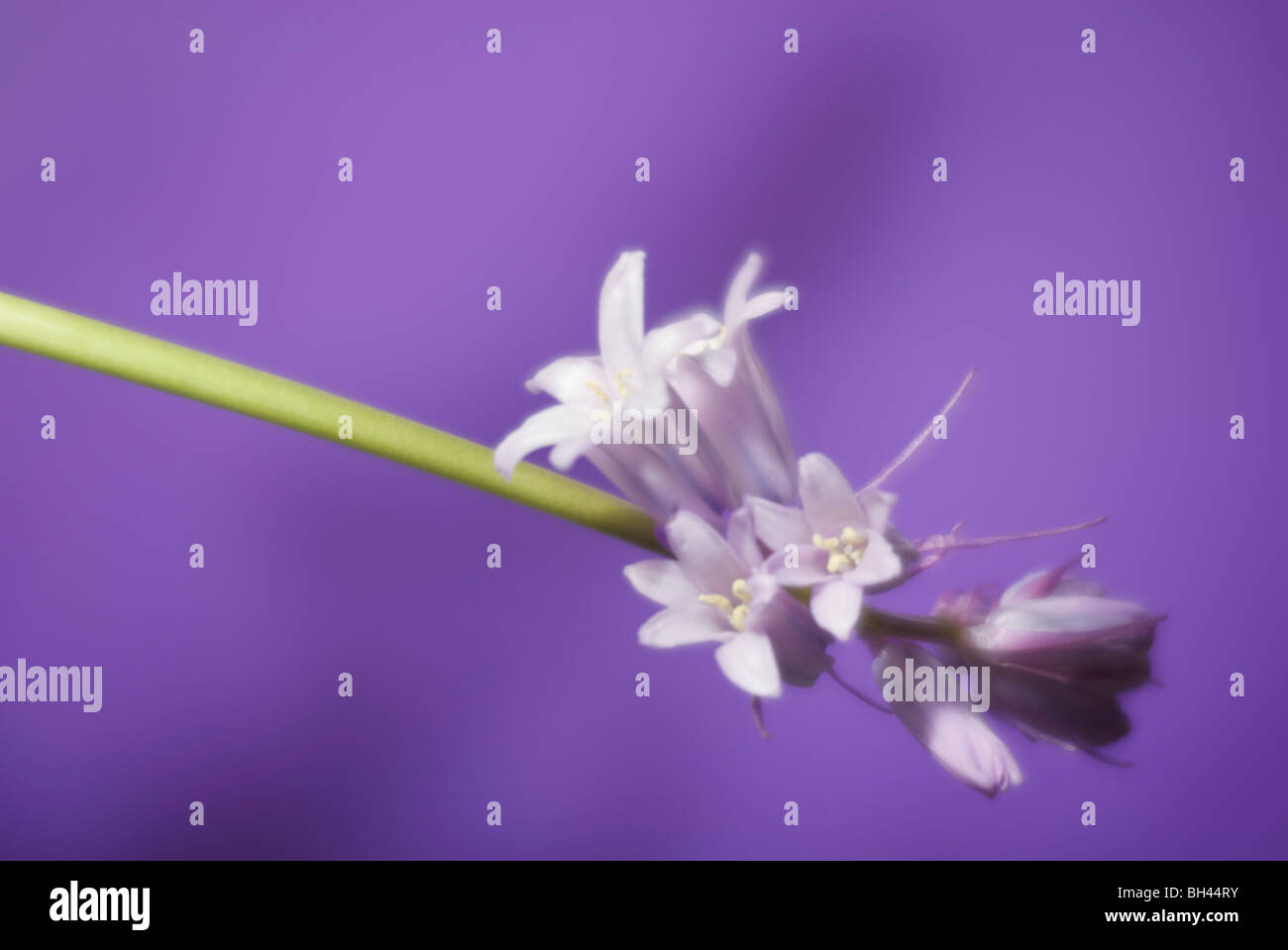Bluebells (Hyacinthoides non-scripta) pink variety with romantic glow against purple background. Stock Photo