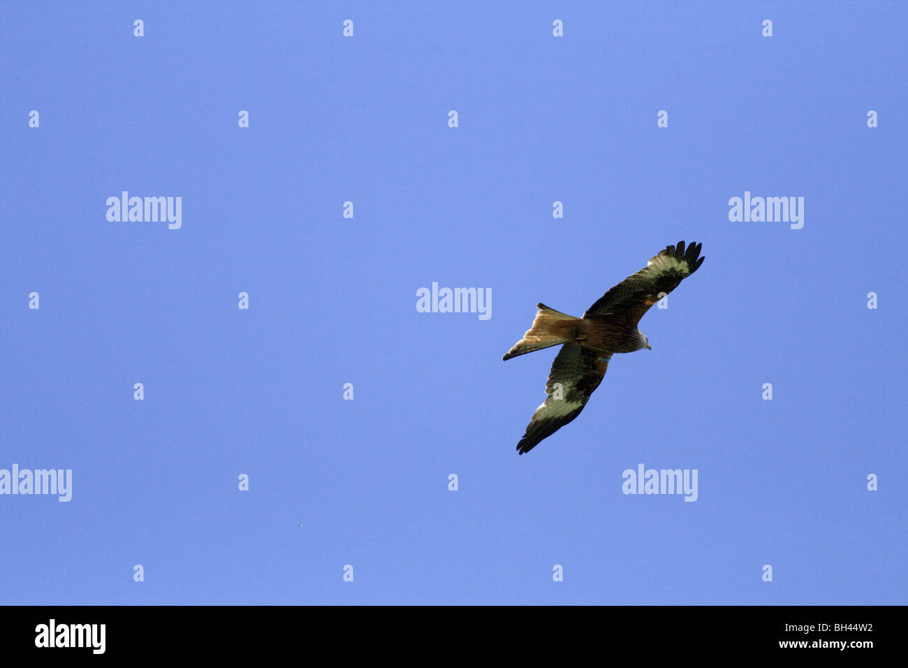 Red kite (Milvus milvus) circling in the sky. Stock Photo