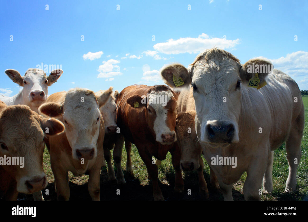 Herd of cows in fields on Black Isle. Stock Photo