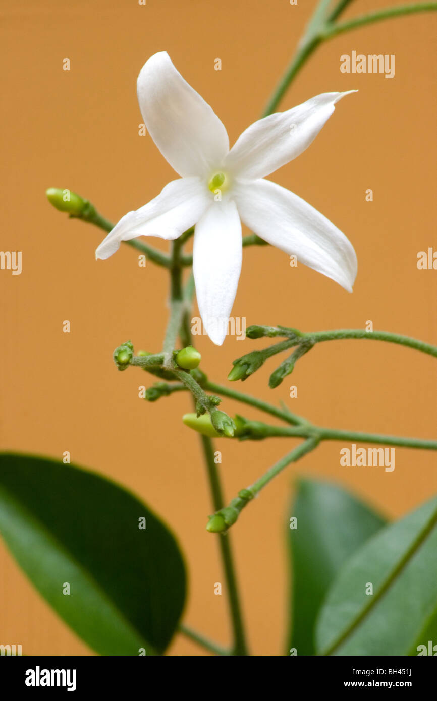 Dried jasmine flowers hi-res stock photography and images - Alamy