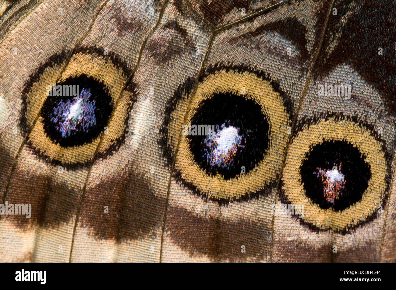Wing markings of blue morpho butterfly (Morpho peleides) showing eye-spots. Stock Photo