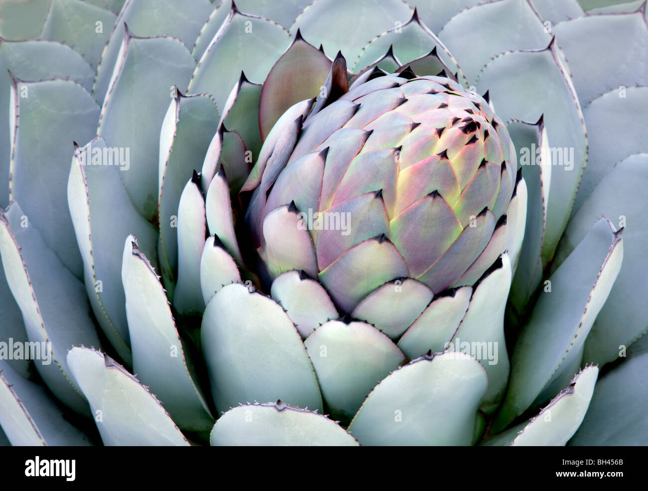 Aloe plant close up. Big Sur coast, California Stock Photo