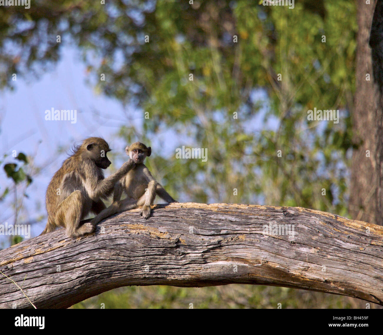 Baboons (papio ursinius) grooming on branch. Stock Photo