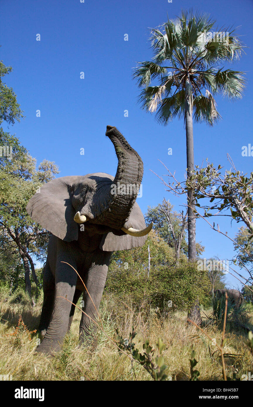 African elephant lifting tree hires stock photography and images Alamy