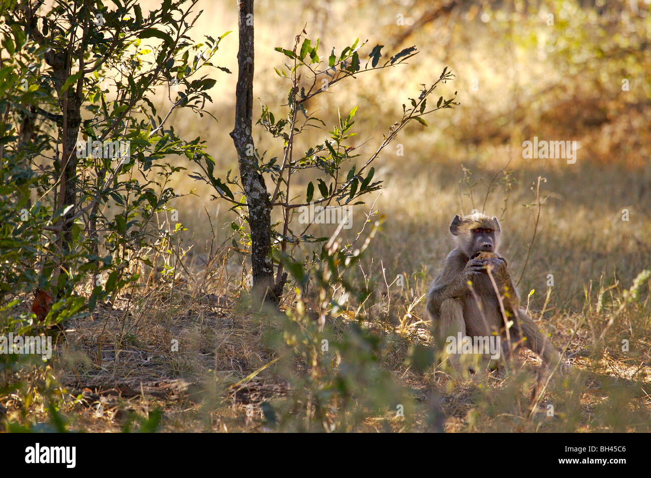 Baboon (papio ursinius) eating bathed in morning sunlight Stock Photo