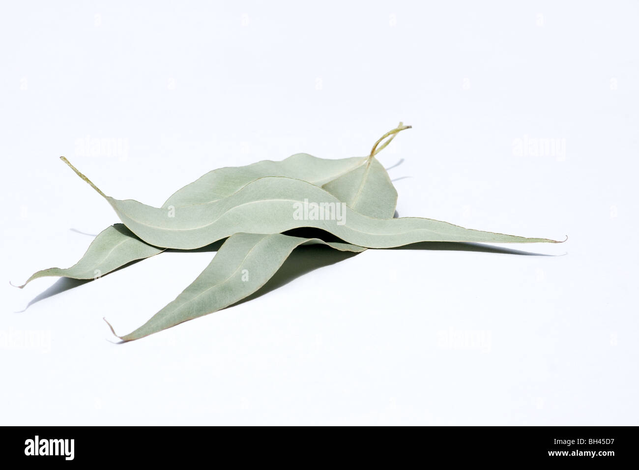 Closeup of dried eucalyptus leaves on white background Stock Photo Alamy