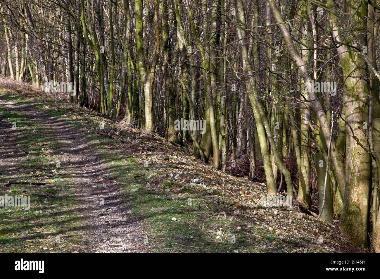Tight crop of curved pathway lined with sun dappled trees. Stock Photo