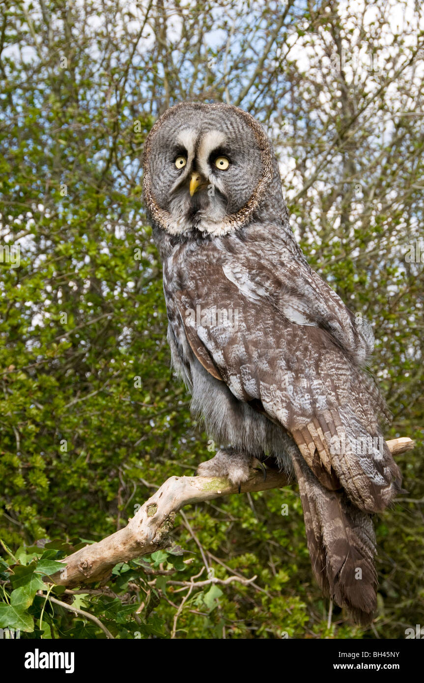 Great grey owl (Stix nebulosa). Adult perched on branch. Stock Photo
