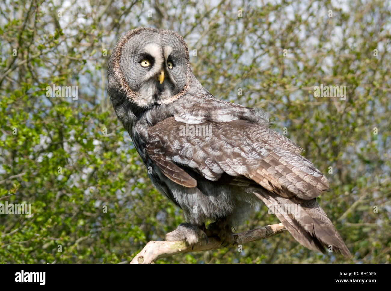 Great grey owl (Strix nebulosa). Adult bird perched on branch. Stock Photo