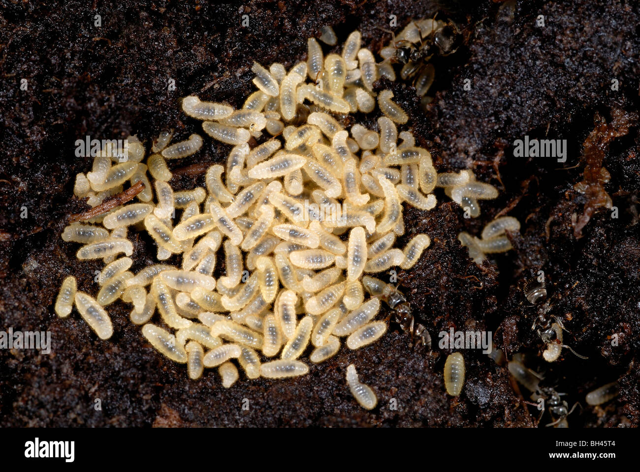 Black garden ant (Lasius niger) larvae in compost heap in garden Stock Photo Alamy