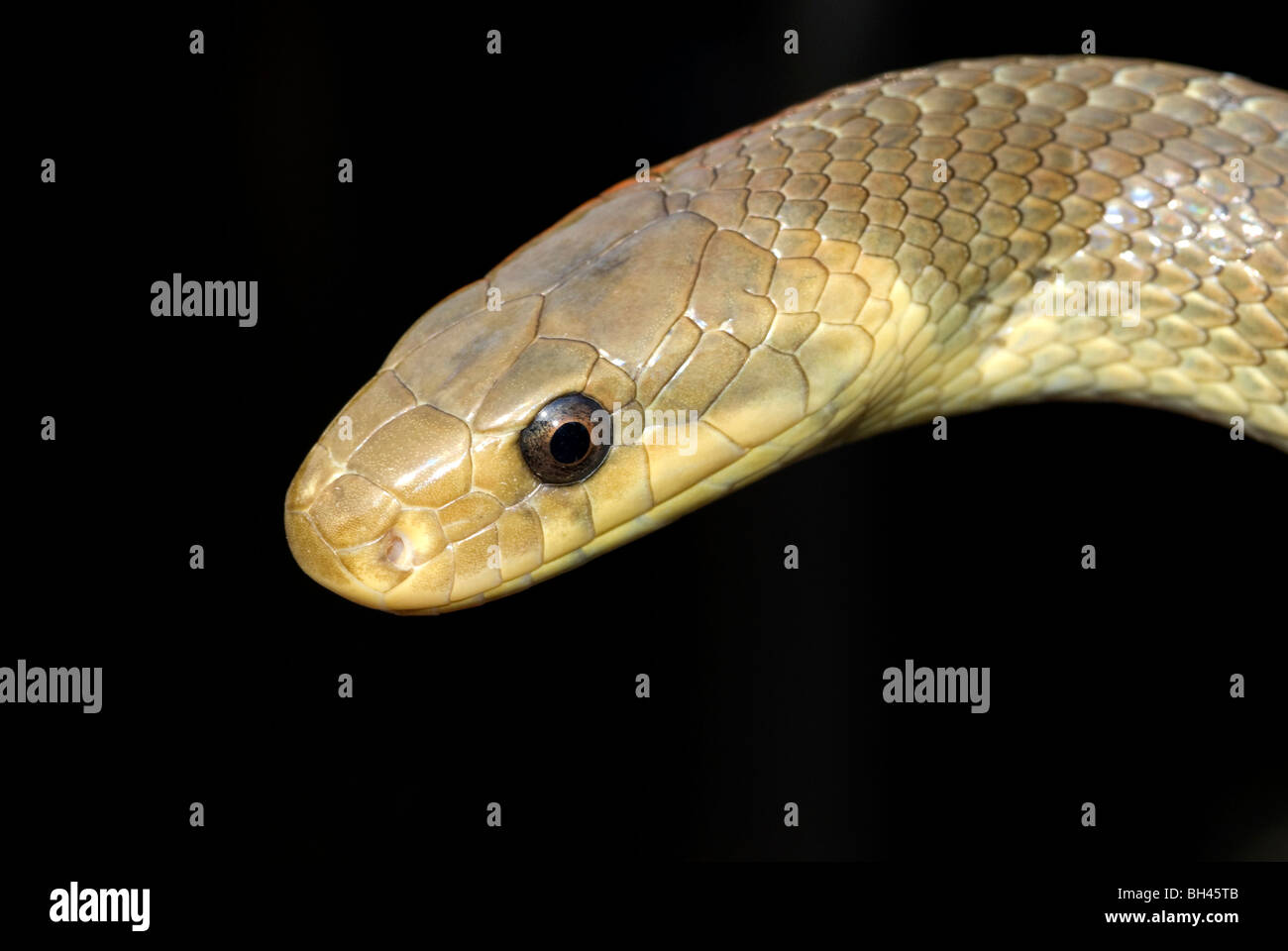 Aesulapian rat snake (Elaphe longissima). Close up of head and eye. Stock Photo