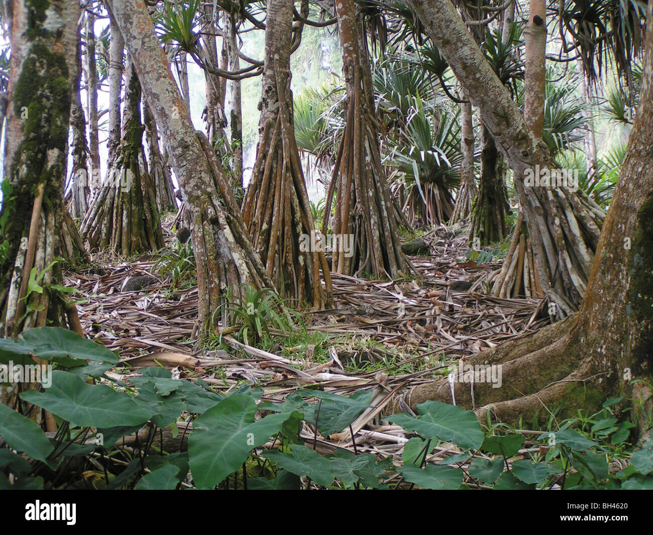 Above ground roots hires stock photography and images Alamy