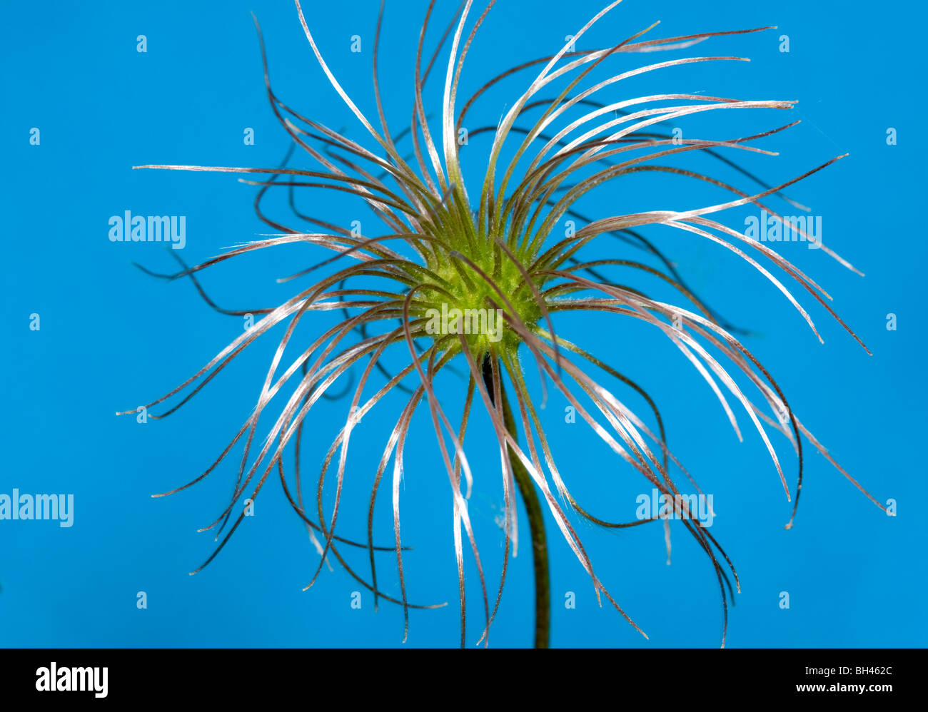 Clematis seed head (Clematis macropetala), 'Markhams Pink'. Close up of seed head against a blue sky. Stock Photo