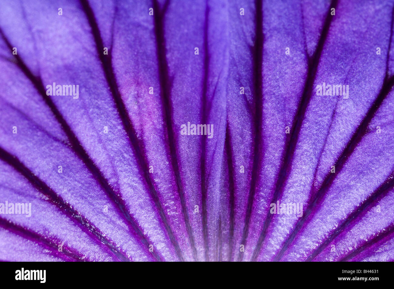 Flower petal veins close up hires stock photography and images Alamy