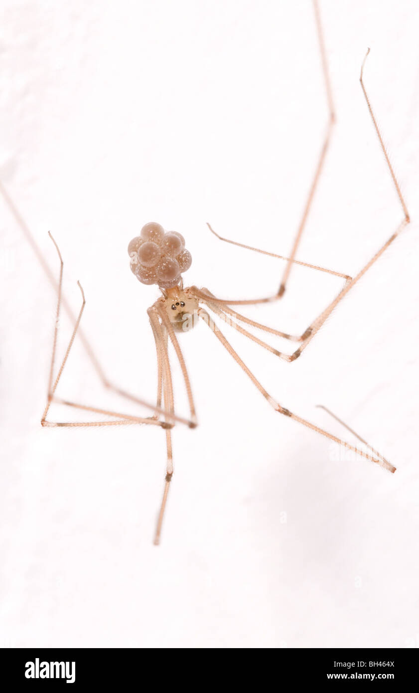 Cellar spider Daddy long-legs spider (Pholcus phalangioides) Female iupside-down Stock Photo