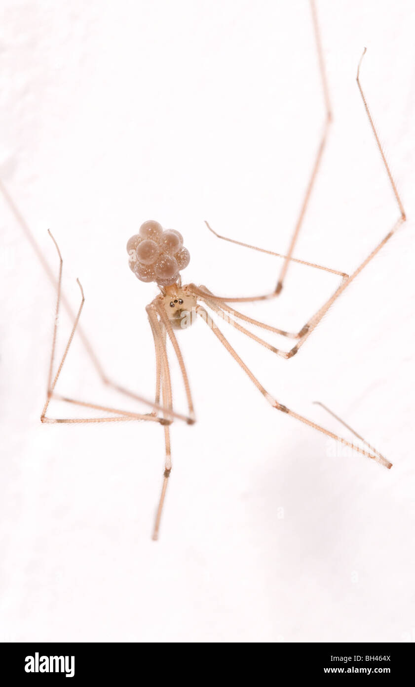 Daddy-long-legs spider - Stock Image - C027/0332 - Science Photo