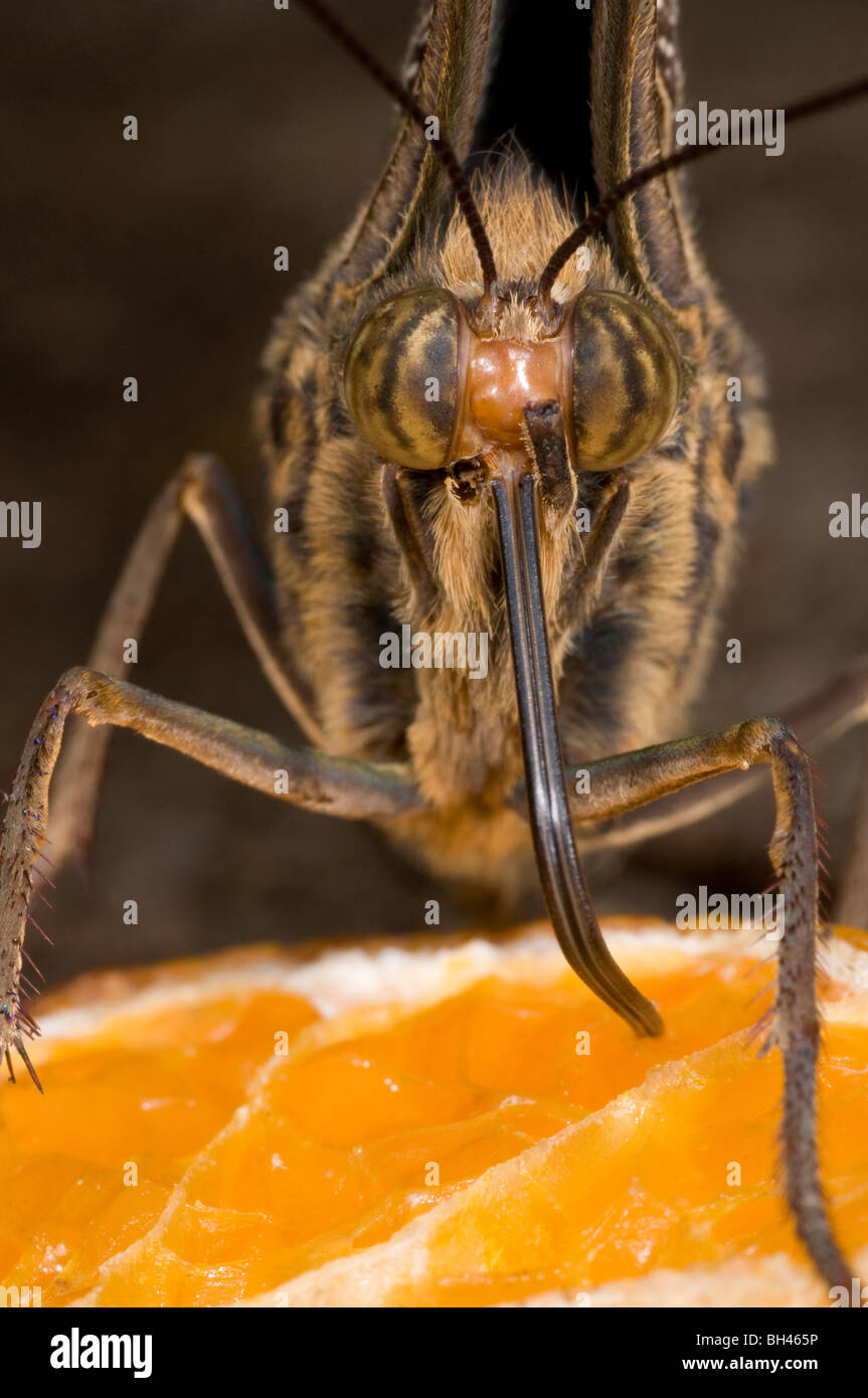 Owl butterfly (Caligo eurilochus). Macro image of butterfly using long tongue to take nectar from orange. Stock Photo