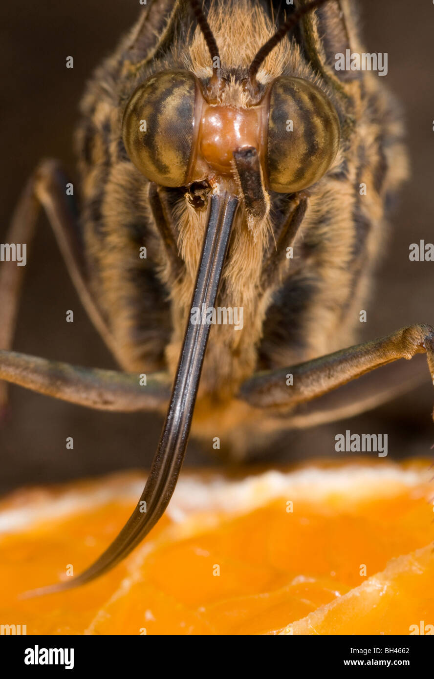 Owl butterfly ( Caligo eurilochus). Macro image of butterfly using long tongue to take nectar from orange. Stock Photo