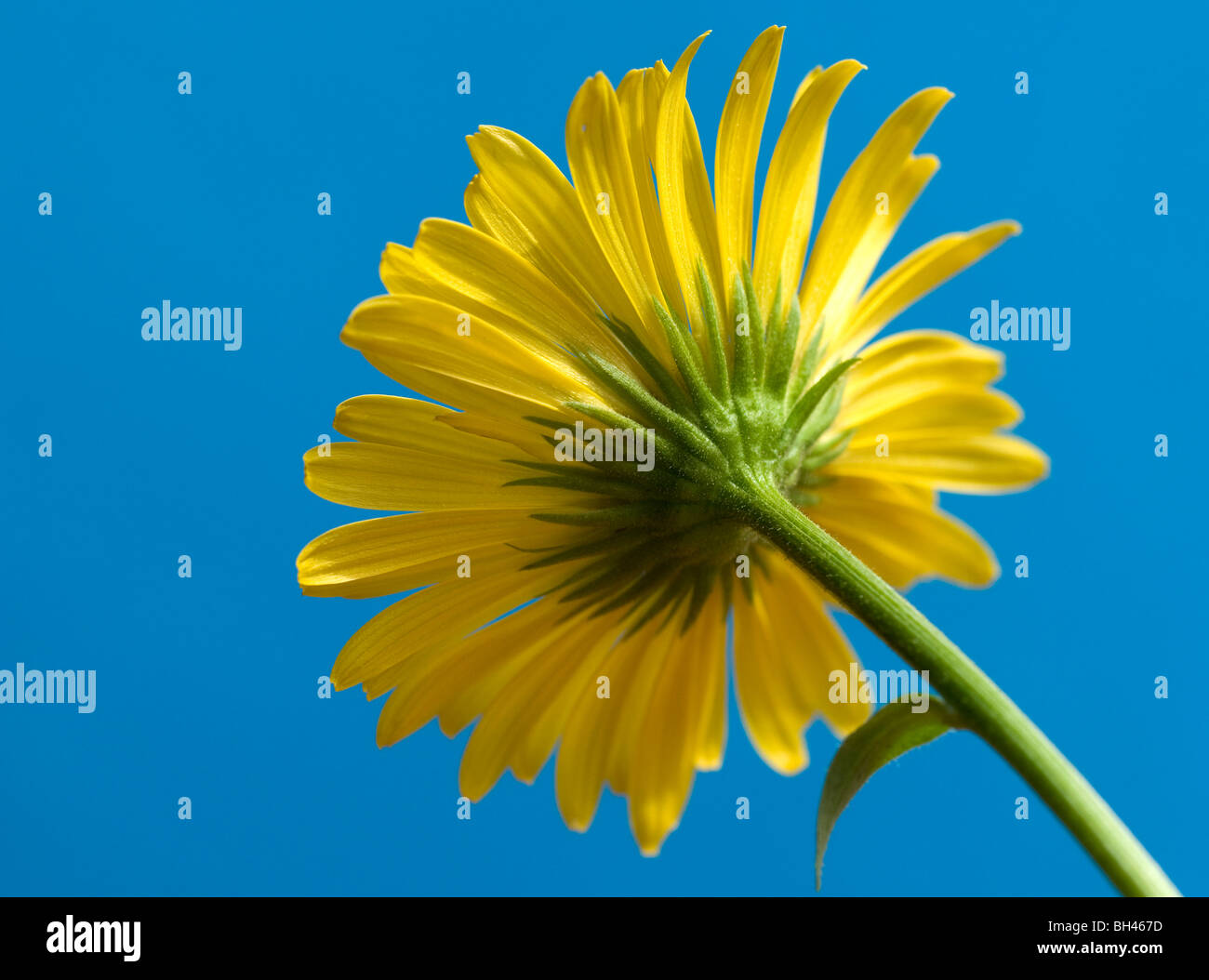 Doronicum flower (Doronicum orientale). Close up portrait of underside of flower against a blue sky. Stock Photo