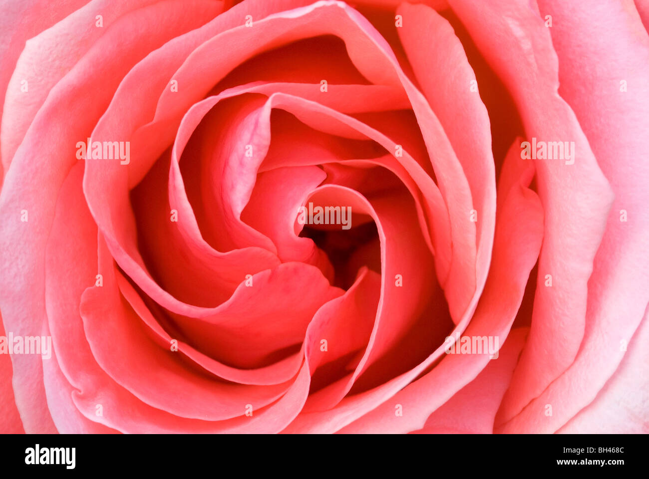 Curled petals hi-res stock photography and images - Alamy