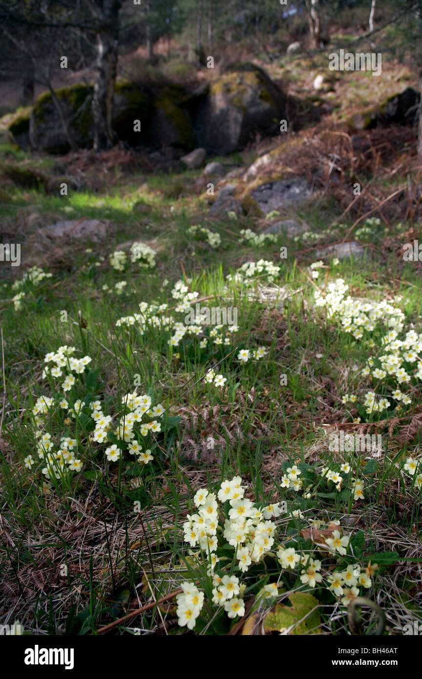 Wild Primrose (Primula Vulgaris) at the Burn O' Vat, Muir of Dinnet. Stock Photo