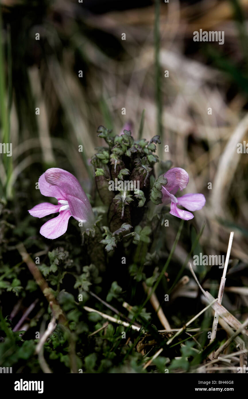 Lousewort (Pedicularis sylvatica) found growing on the shores of Loch Muick. Stock Photo