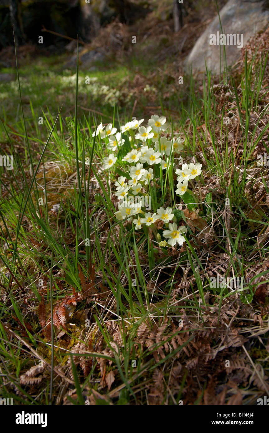 Wild primrose at the Burn O' Vat,Muir of Dinnet. Stock Photo
