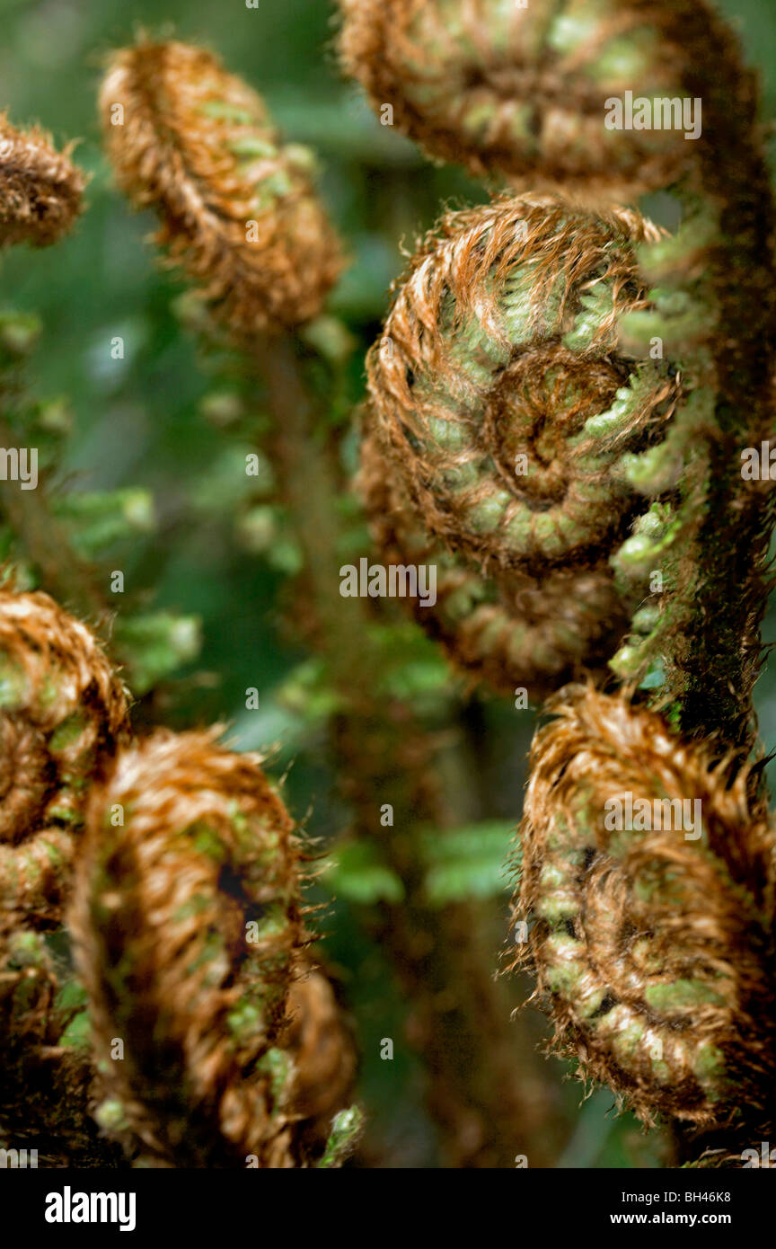 Fern (scaly male fern) fronds unrolling. Stock Photo
