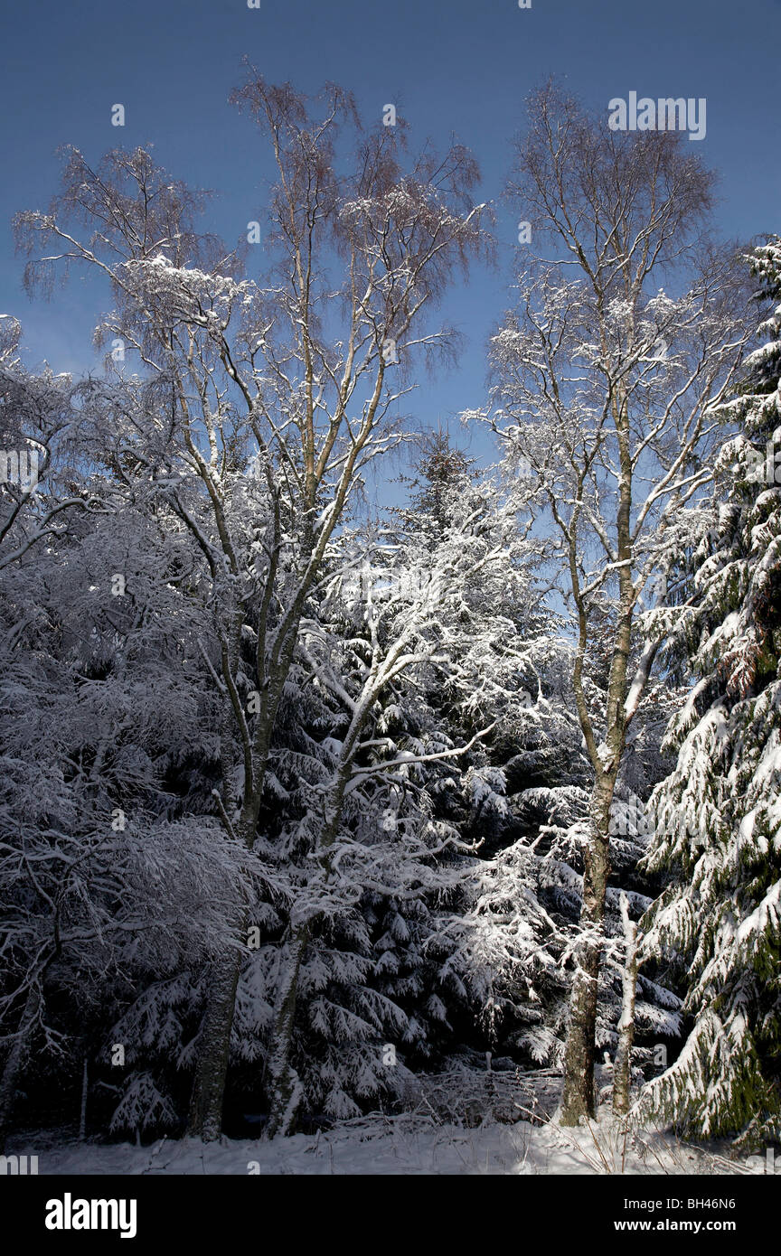 Birch and pine trees covered in snow on bright winters day. Stock Photo