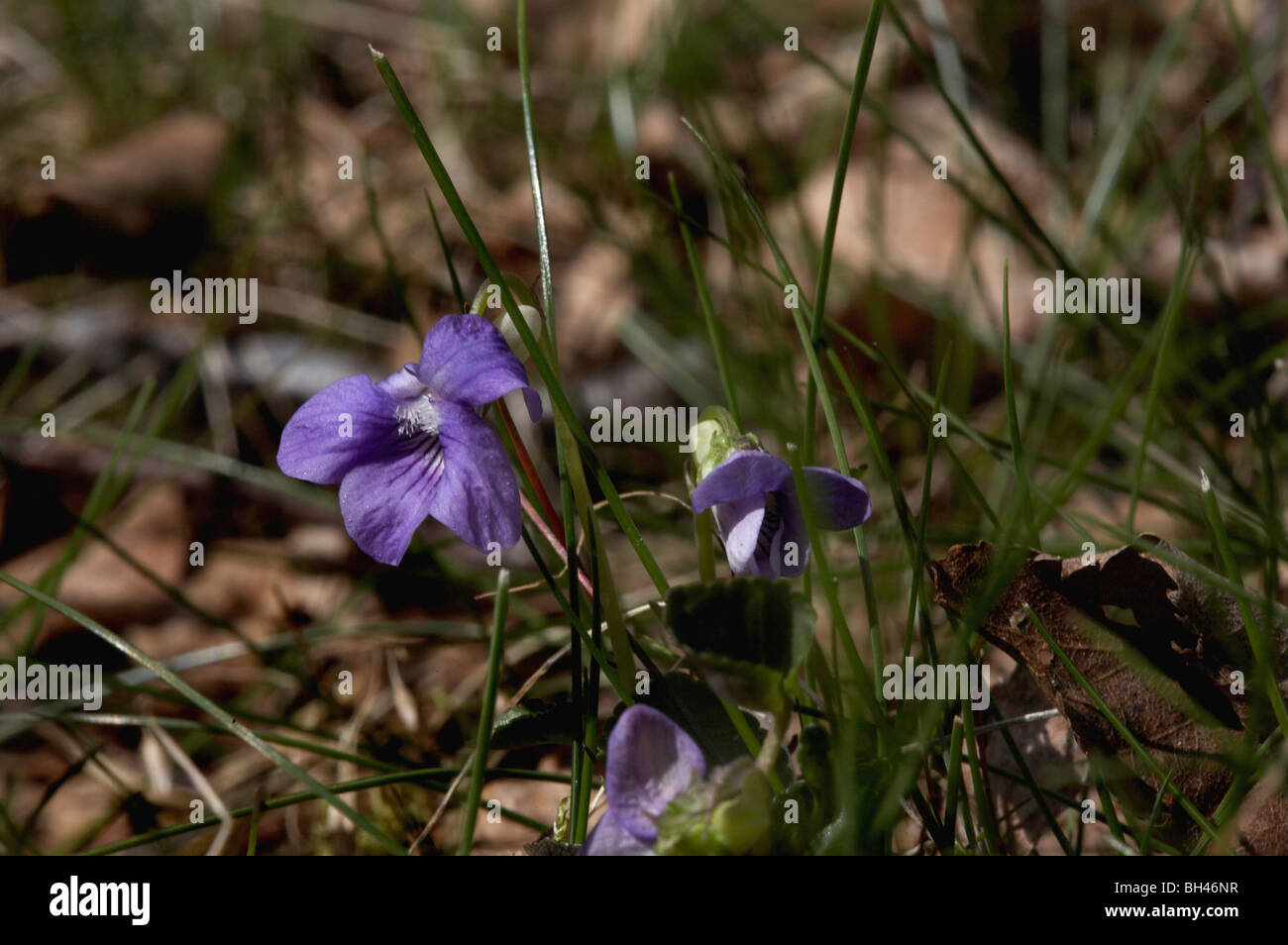 Wild violets at the Burn O'Vat, Muir of Dinnet. Stock Photo