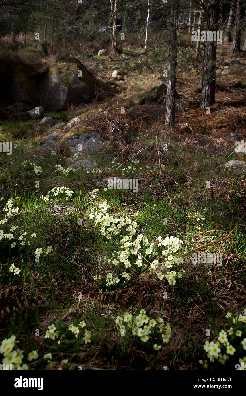 Wild primroses at the Burn O' Vat, Muir of Dinnet. Stock Photo