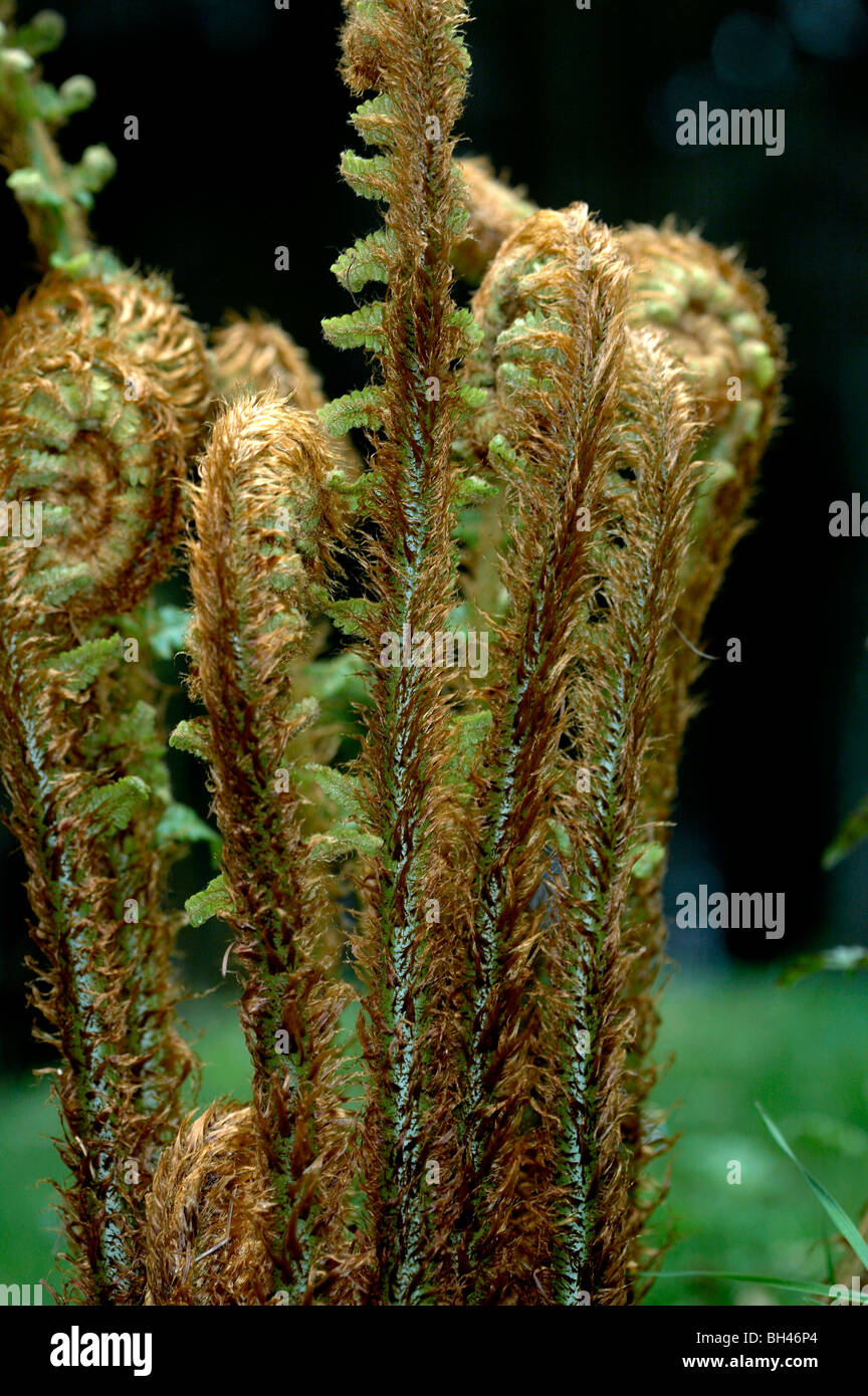 Dryopteris pseudomas fern fronds unrolling. Stock Photo