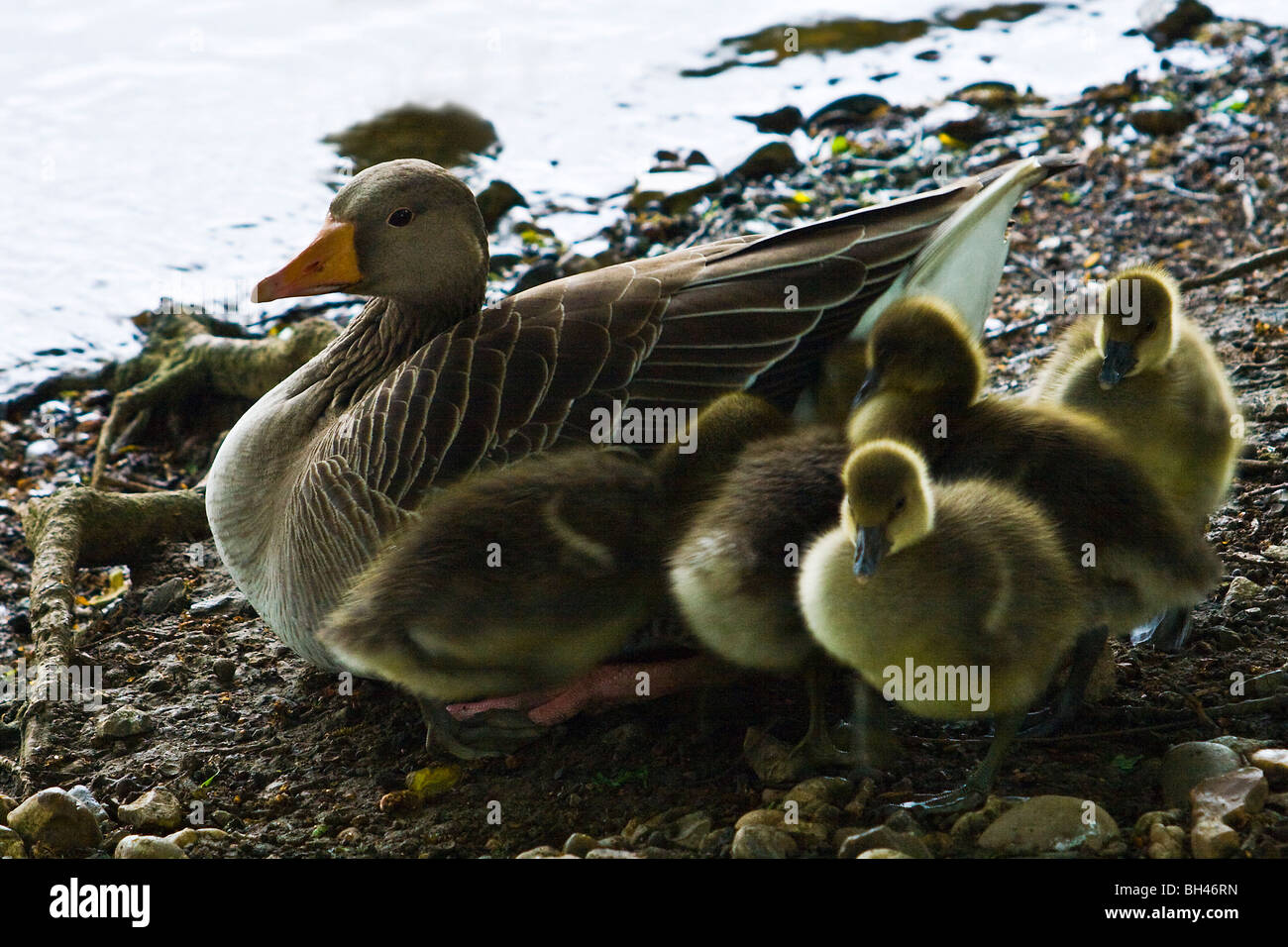 Grey-lag goose (Anser anser). Close up image of head showing eye and beak detail. Stock Photo