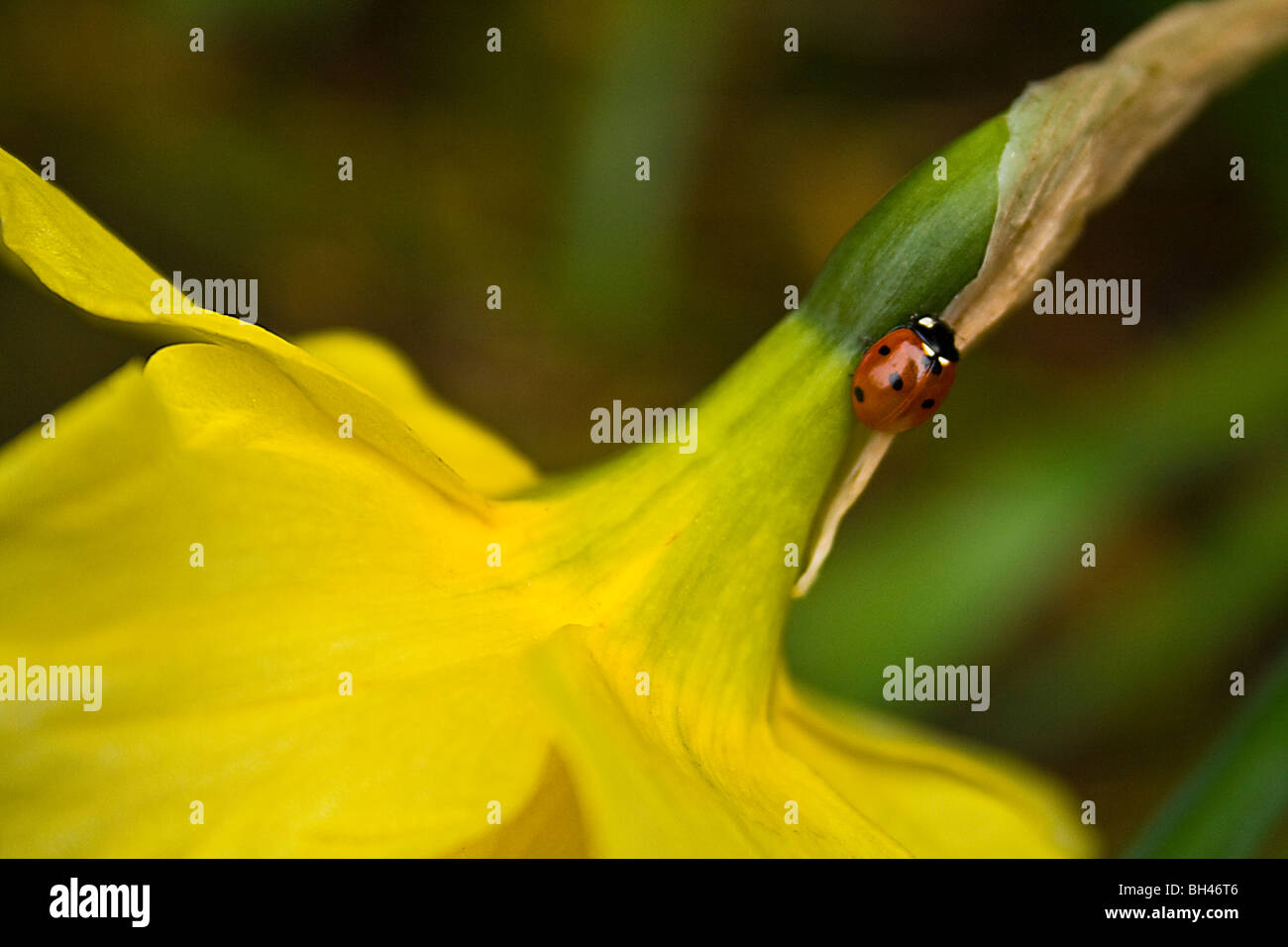 Ladybird (Coccinella 7-punctata) on wild daffodil (Narcissus pseudonarcissus) in springtime. Stock Photo