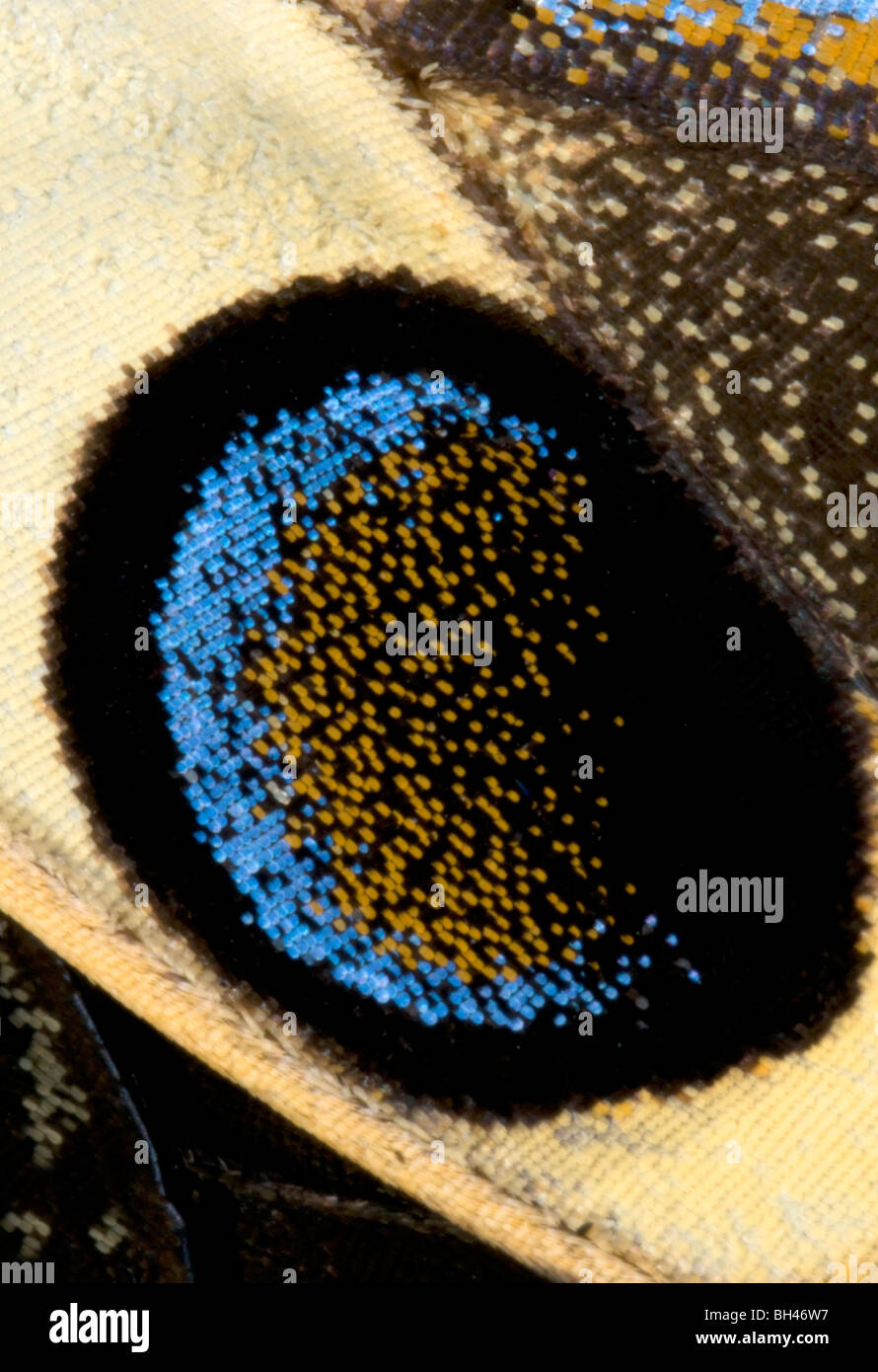 Japanese swallowtail butterfly (Papilio xuthus). Macro abstract image