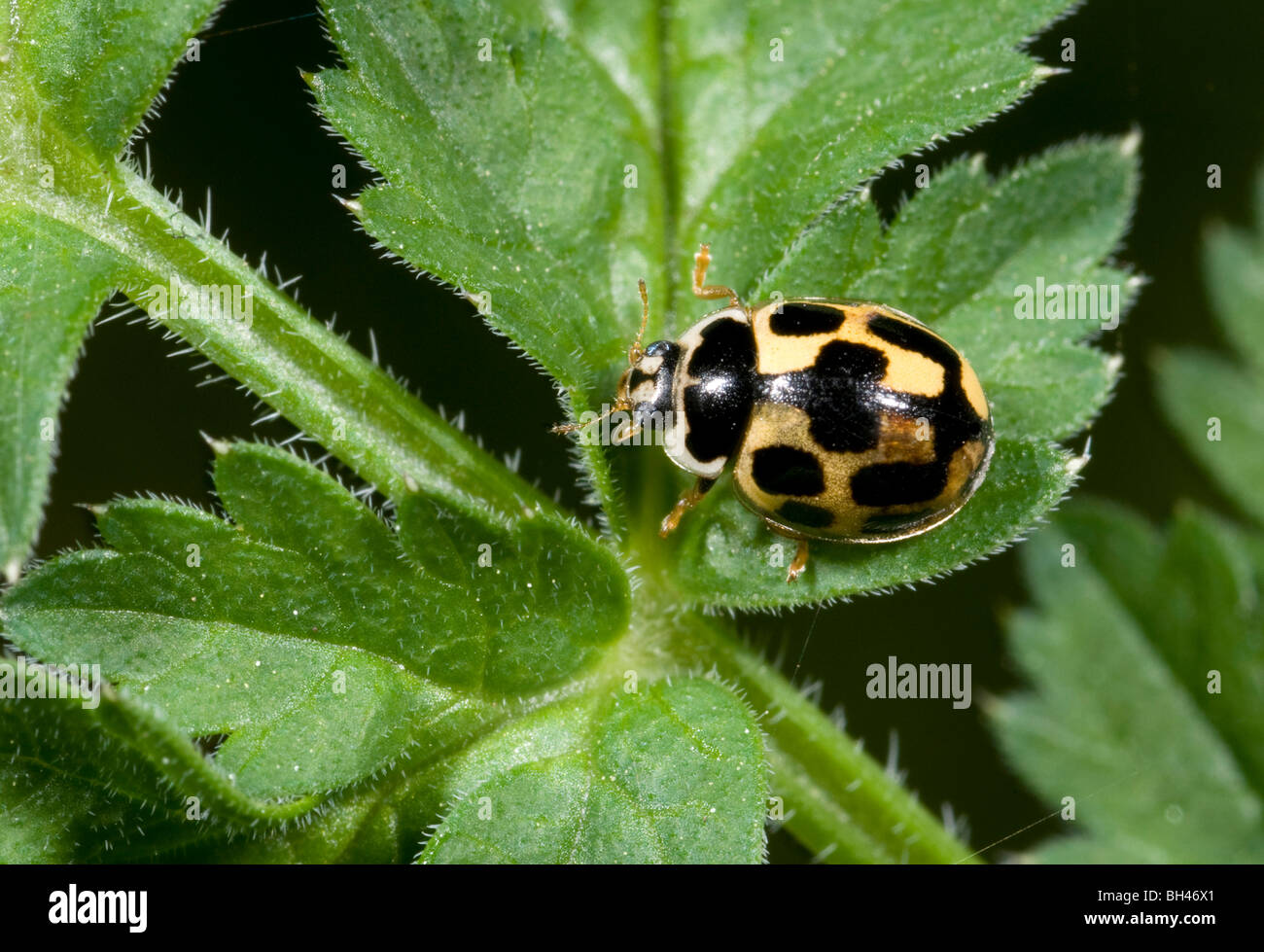 14-spot ladybird (Propylea 14-punctata). Adult. Joined spots form. On leaf in woodland. Stock Photo