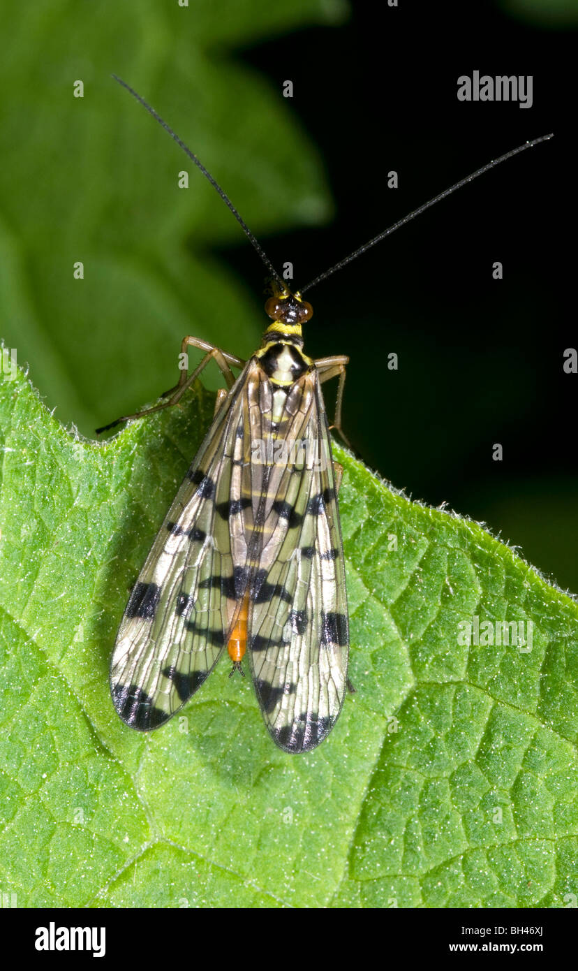 Scorpion fly (Panorpa communis). Female on leaf in woodland. Stock Photo