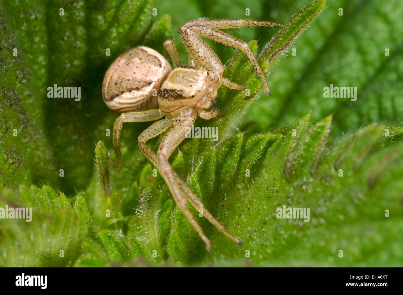 Common crab spider ( Xysticus cristatus). In threatening pose. Stock Photo