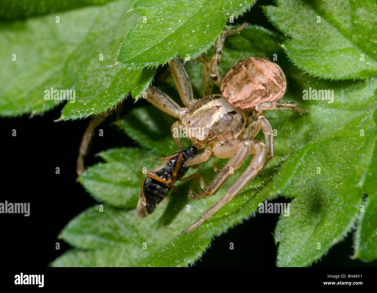 Crab spider (Xysticus bifasciatus). Eating beetle as prey. Stock Photo
