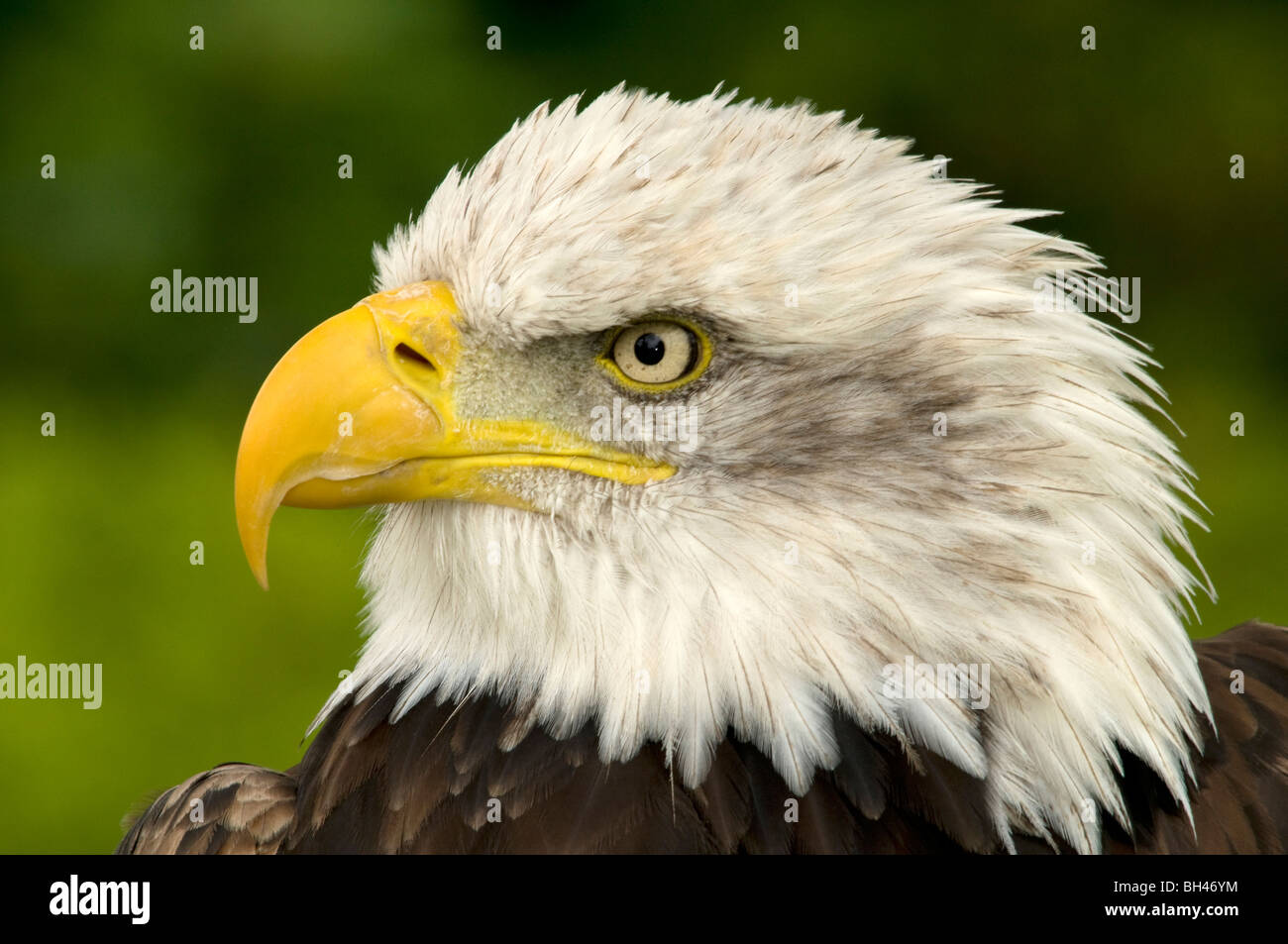Bald eagle head close up beak hi-res stock photography and images - Alamy