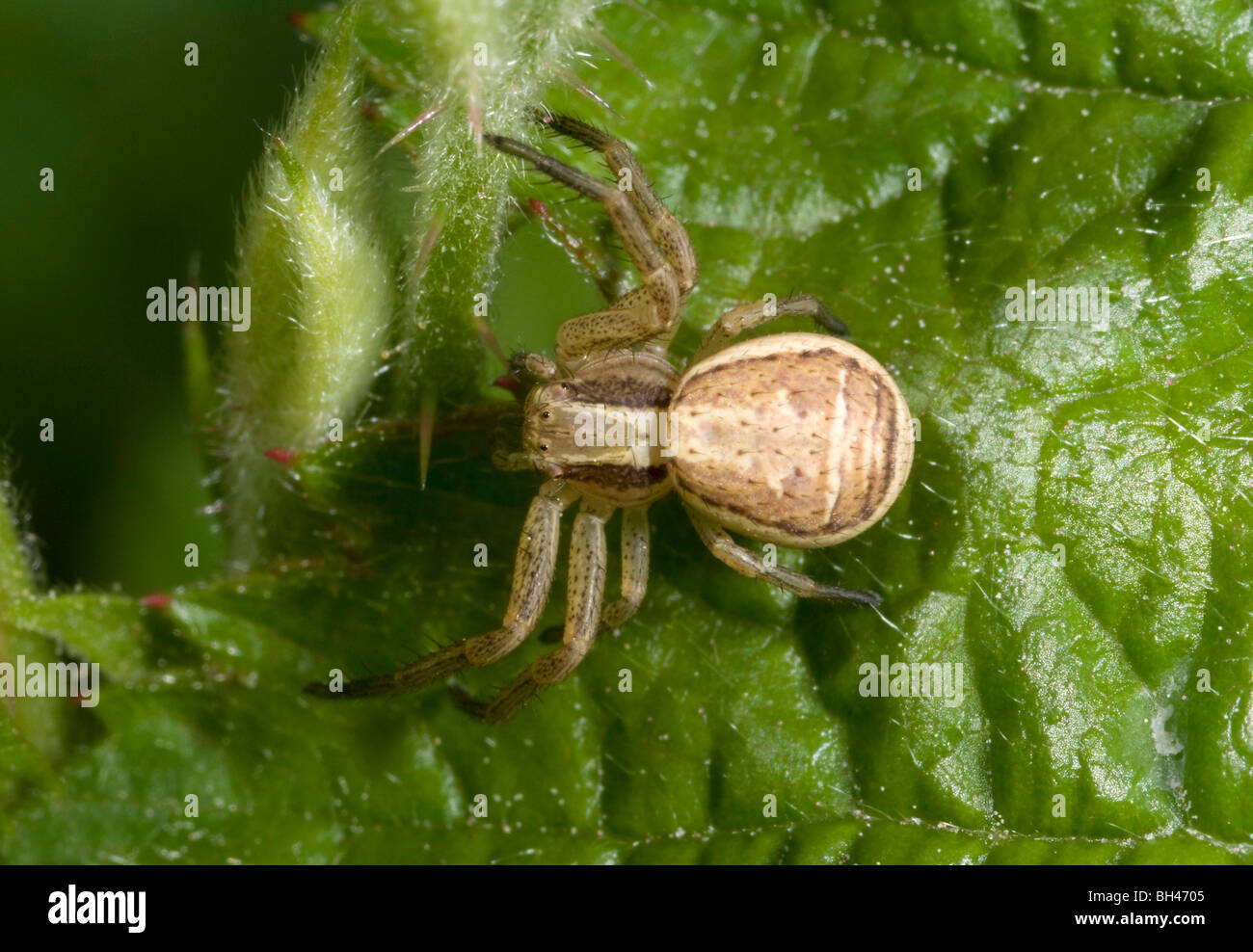 Common crab spider (Xysticus cristatus). In wait for prey on leaf in woodland. Stock Photo