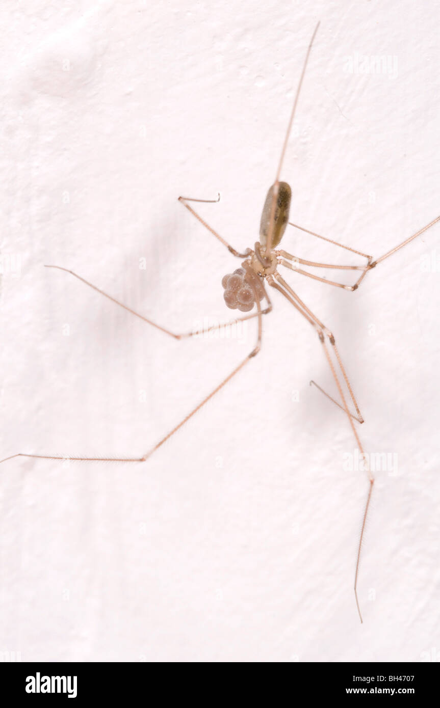 Cellar spider or daddy-long-legs spider (Pholcus phalangiodes). Female with egg-sac on bathroom wall in house. Stock Photo