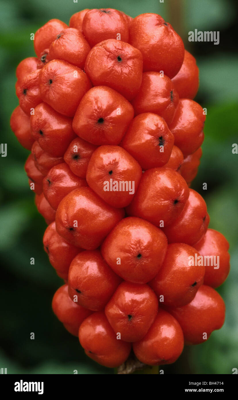 Lords and ladies (Arum garden variety). Close up abstract image of red berries in tight cluster. Stock Photo