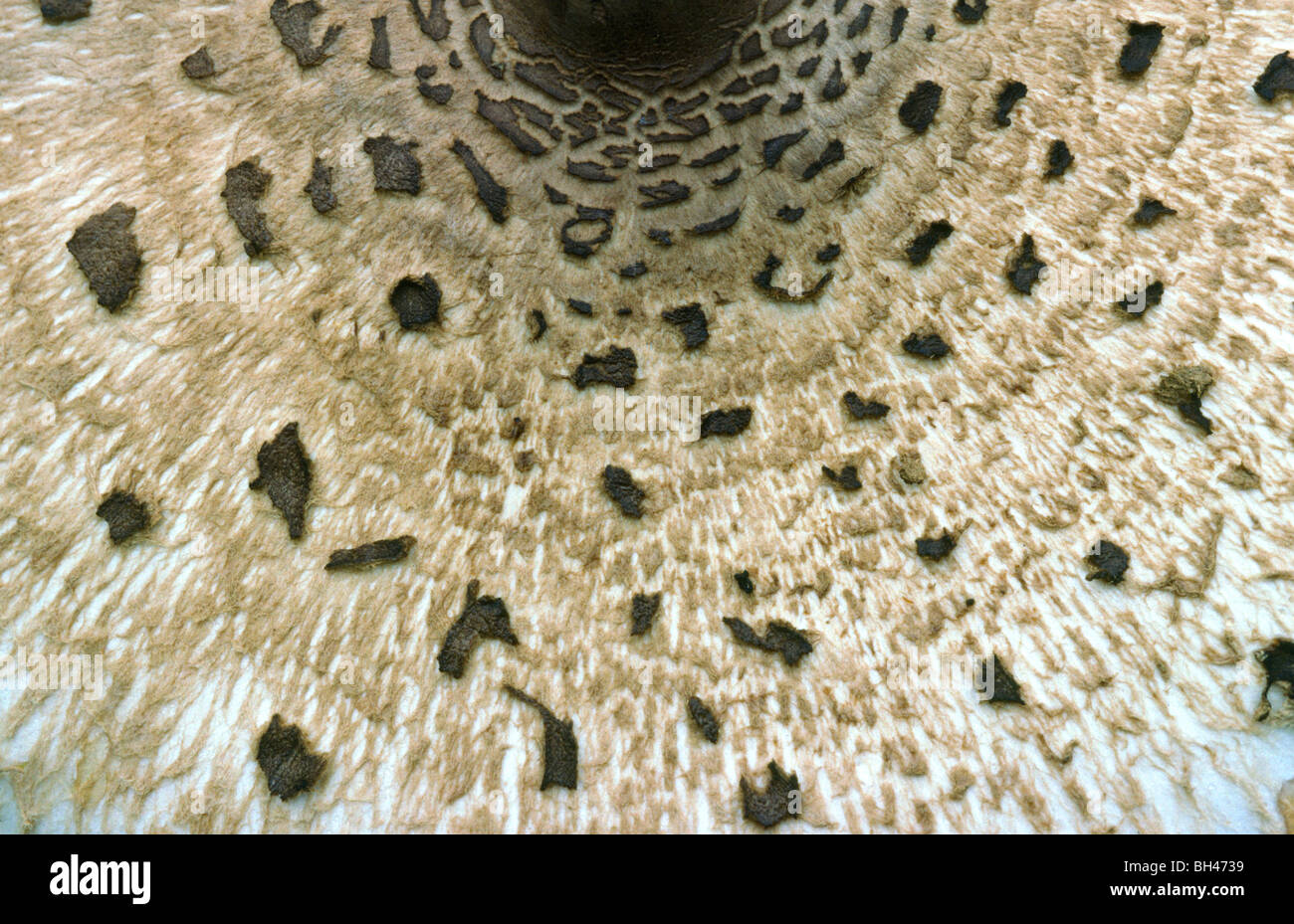 Shaggy ink-cap (Coprinus comatus). Close up abstract image of textured surface of cap. Stock Photo