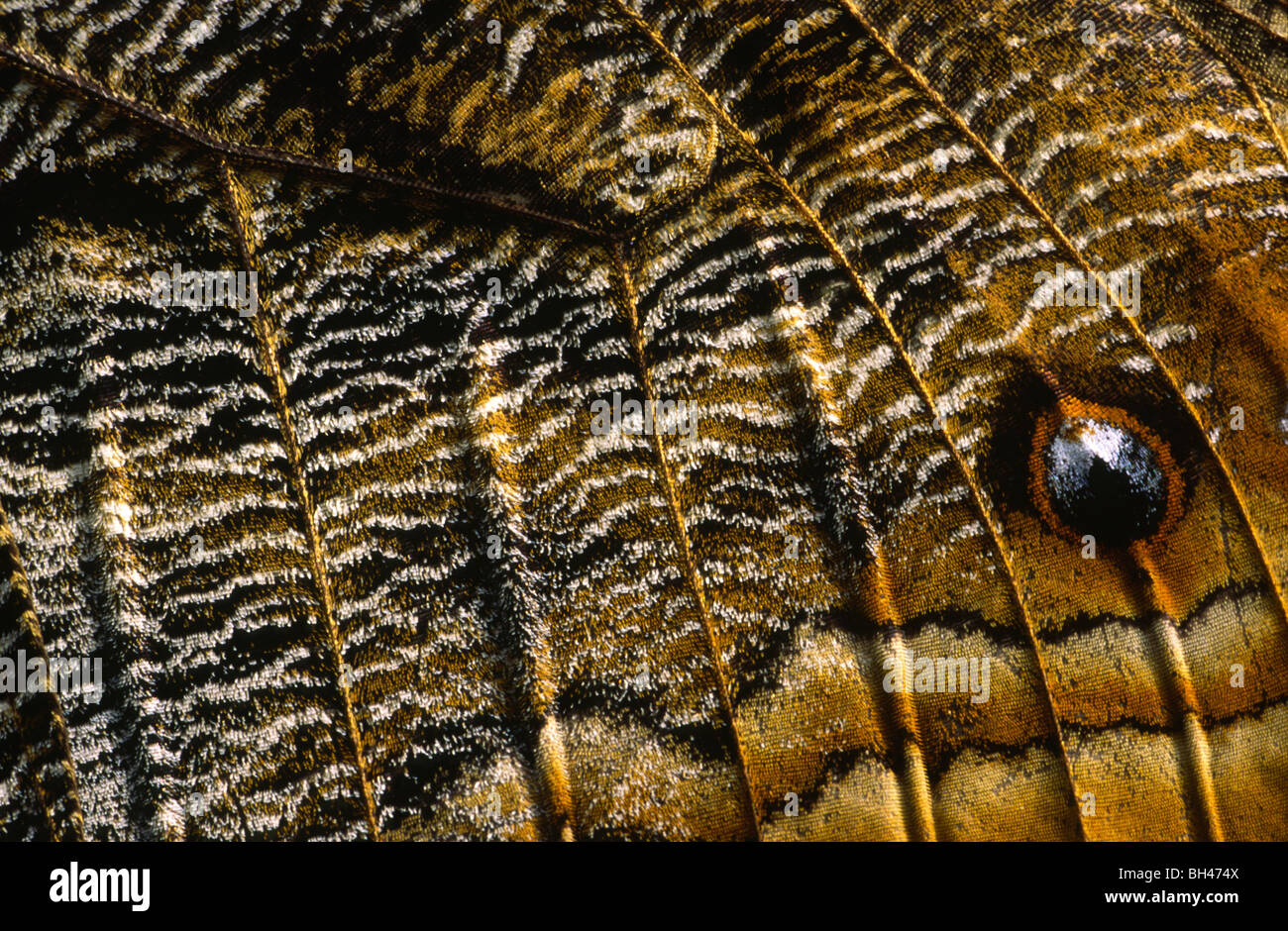 Showing eye markings hires stock photography and images Alamy