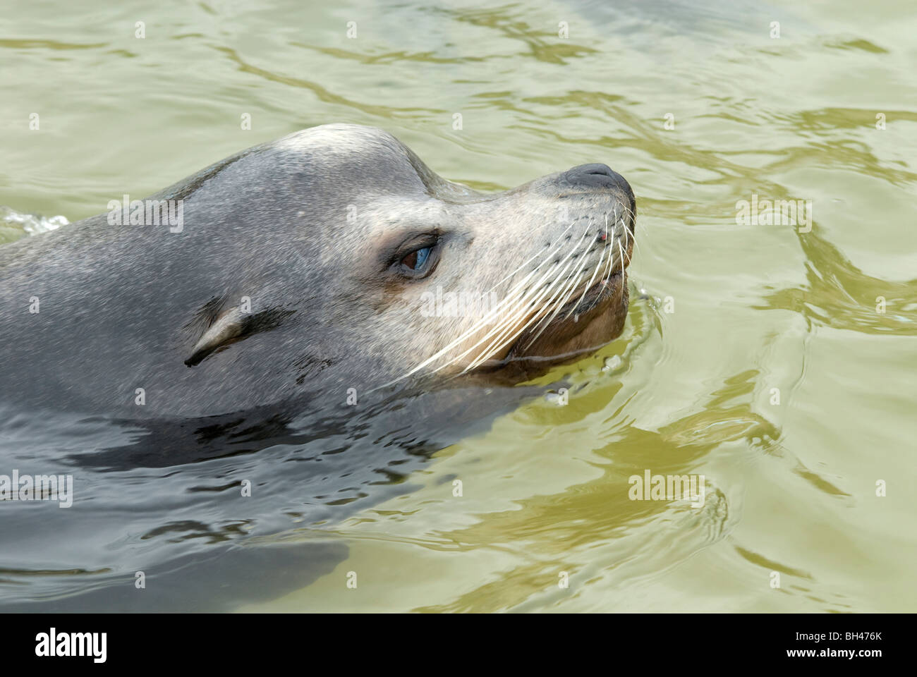 Common seal (Phoca vitulina). Close up image of seal swimming. Stock Photo
