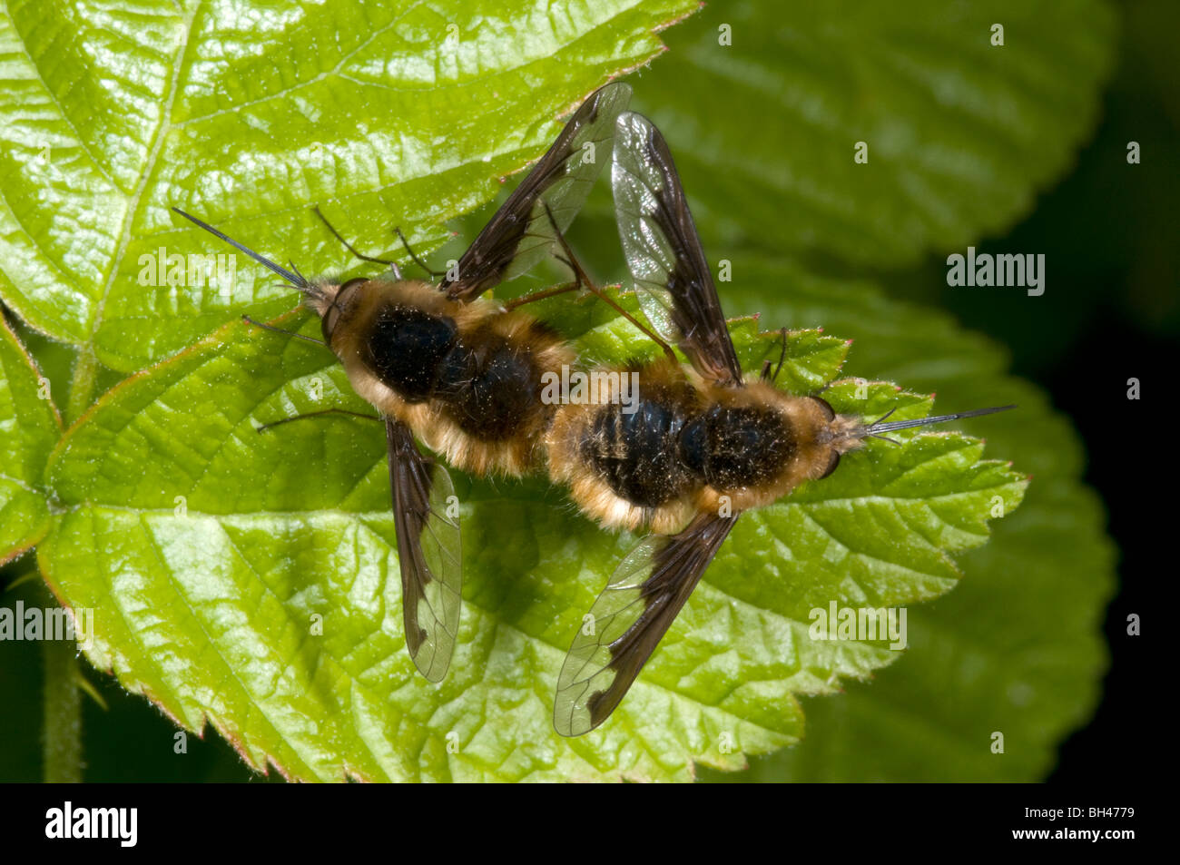 Bee-flies (Bombylius major). Mating pair on leaf in woodland. Stock Photo
