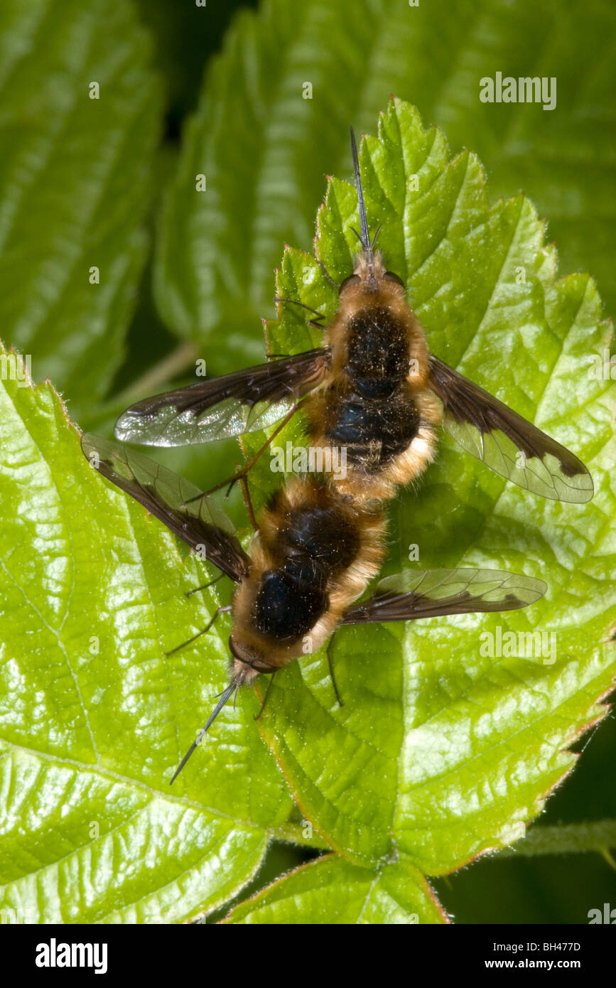Bee-flies (Bombylius major). Mating pair on leaf in woodland. Stock Photo
